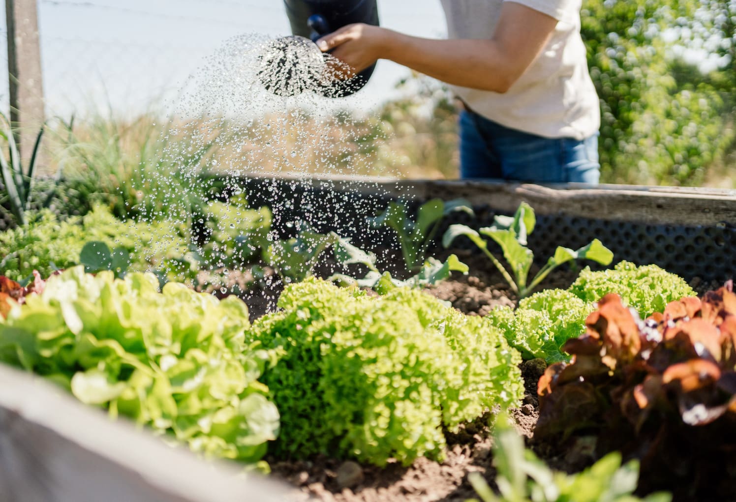 Gardner watering vegetables